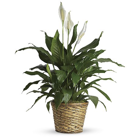 Spathiphyllum (Peace Lily) - Medium