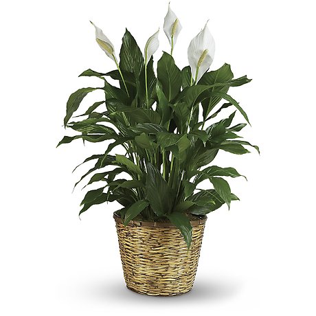 Spathiphyllum (Peace Lily) - Large
