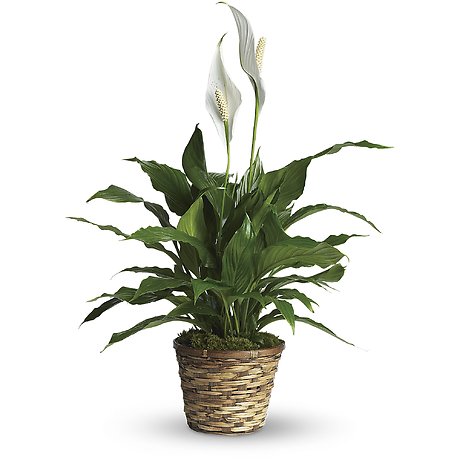 Spathiphyllum (Peace Lily) - Small