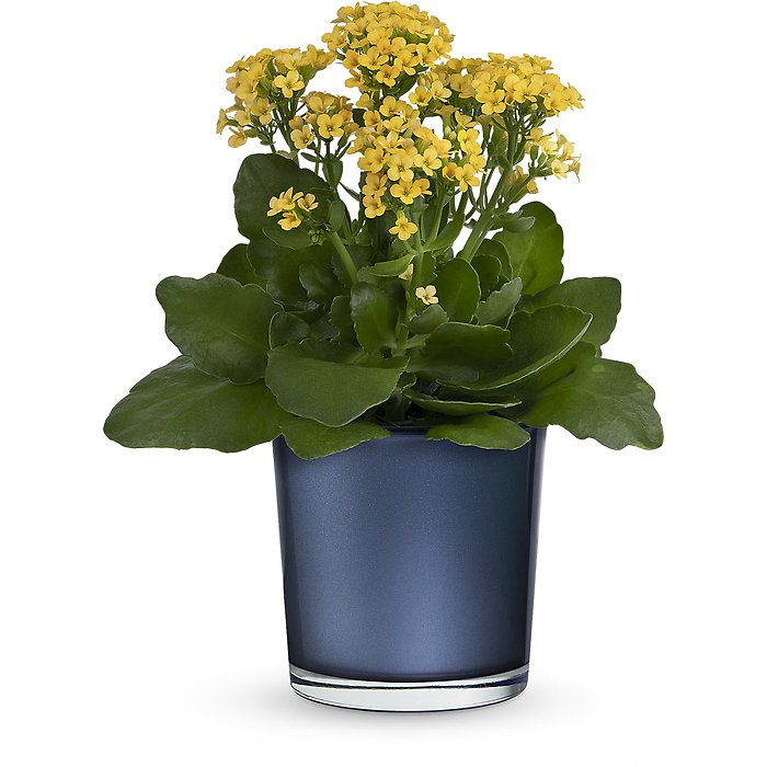 Golden Morning Plant
