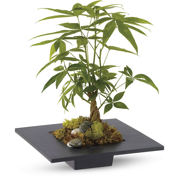Money Tree