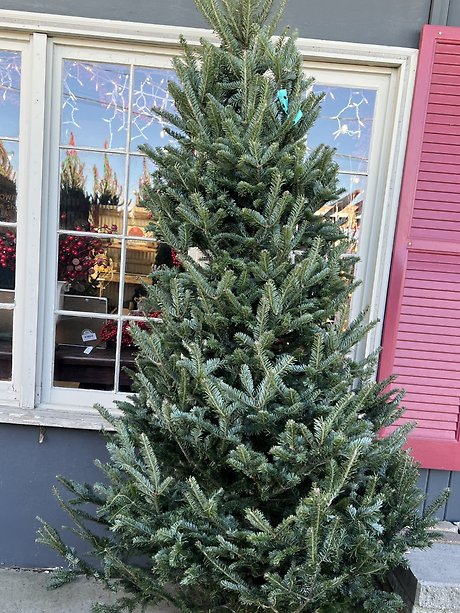 FRESH CUT CHRISTMAS TREES