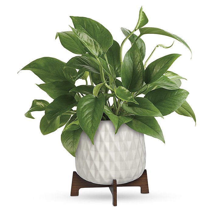 Lush Leaves Pothos Plant