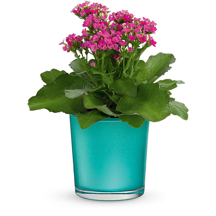 Shimmering Aqua Plant