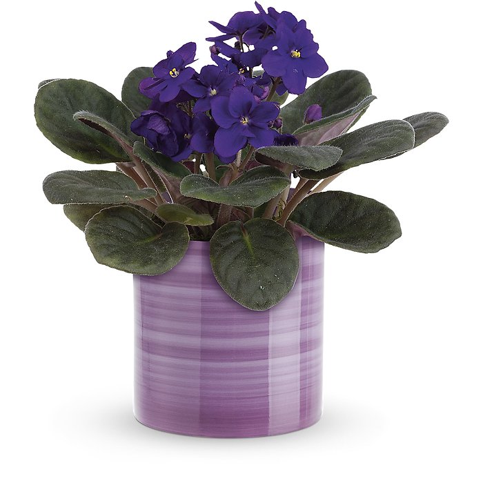 Splendid Violets