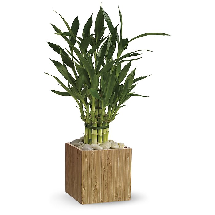 Good Luck Bamboo