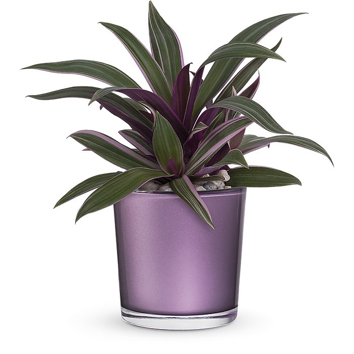 Leaves of Amethyst Plant