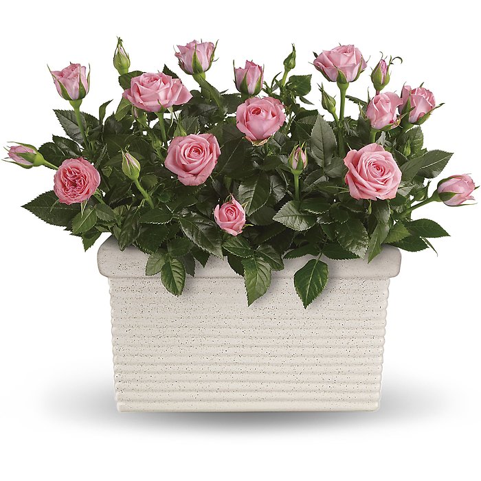 Rose Repose