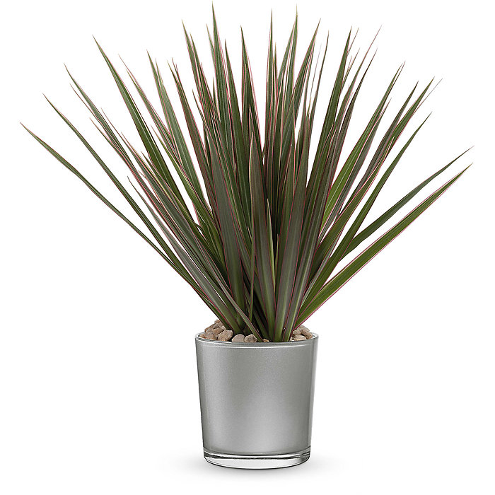 Moonstone Dracaena