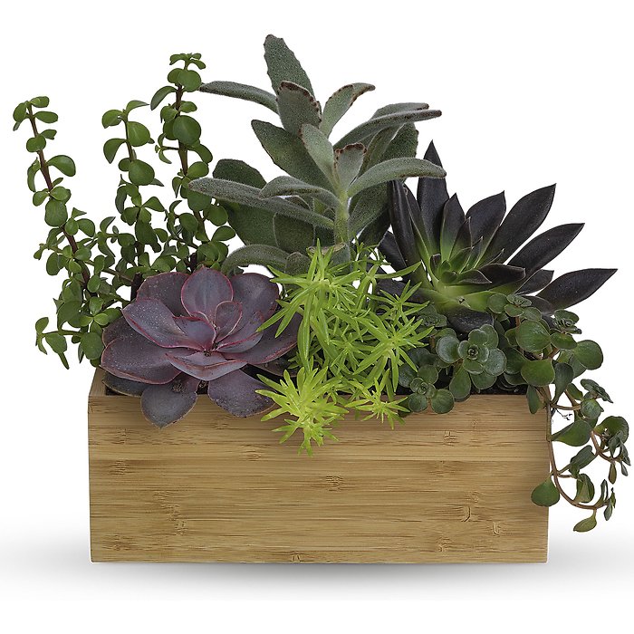 Grow Positive Garden